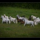 Lipizzaner Fohlen mit Ihrer Mutter auf der Weide