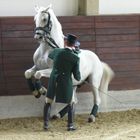 Lipizzaner-Gestüt Lipica , Show - Leistungen der klassischen Reitschule 2