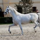 Lipizzaner-Hengst