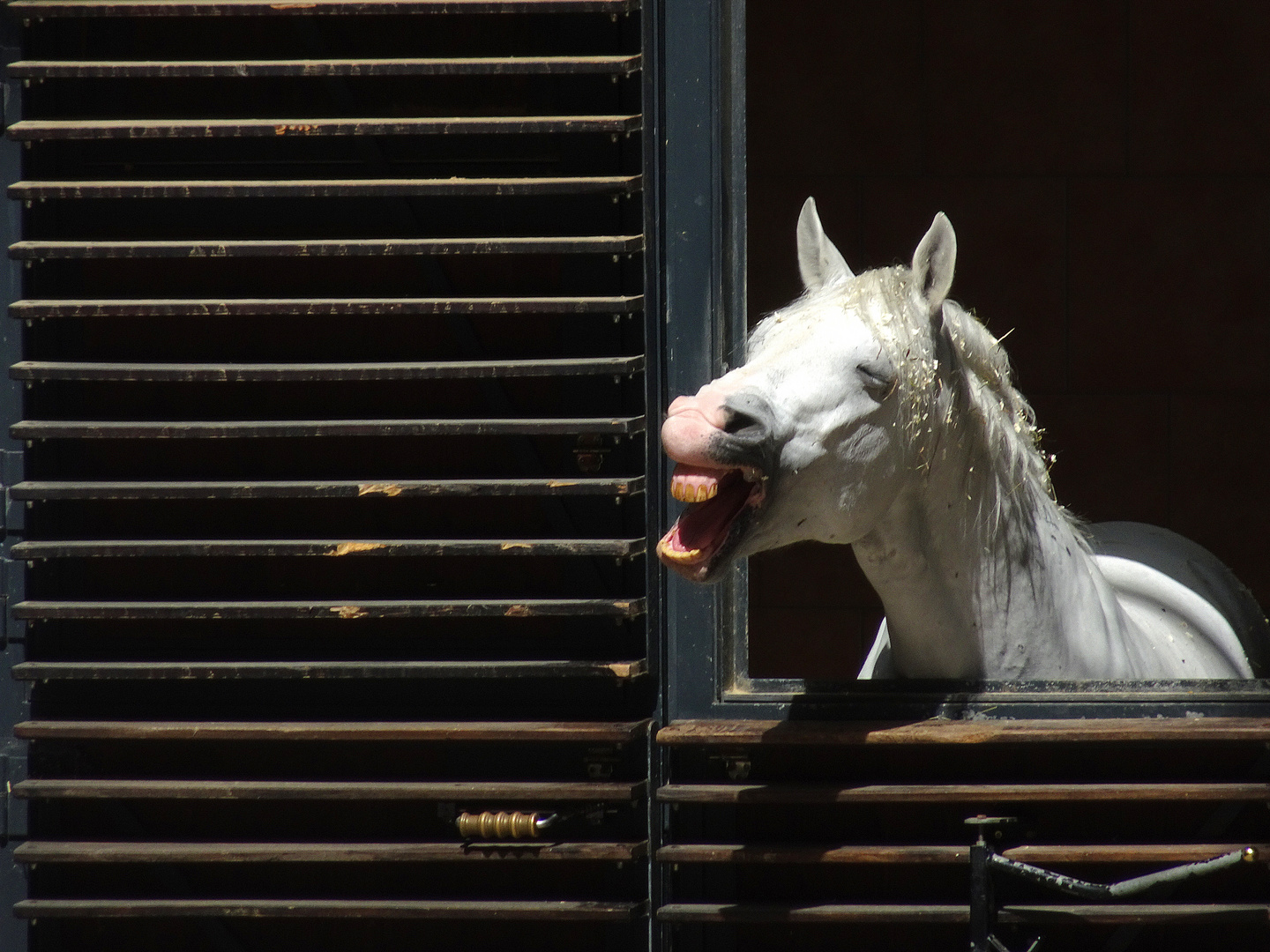 Lipizzaner Hengst beim Fensterblick