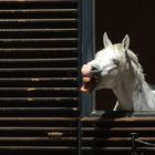 Lipizzaner Hengst beim Fensterblick