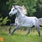 Lipizzaner Hengst