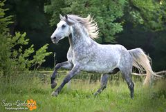 Lipizzaner Hengst