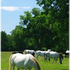 Lipizzaner Idylle