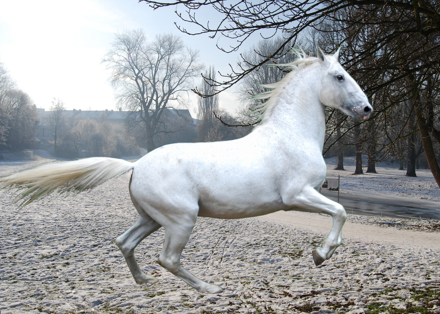 Lipizzaner im Schnee