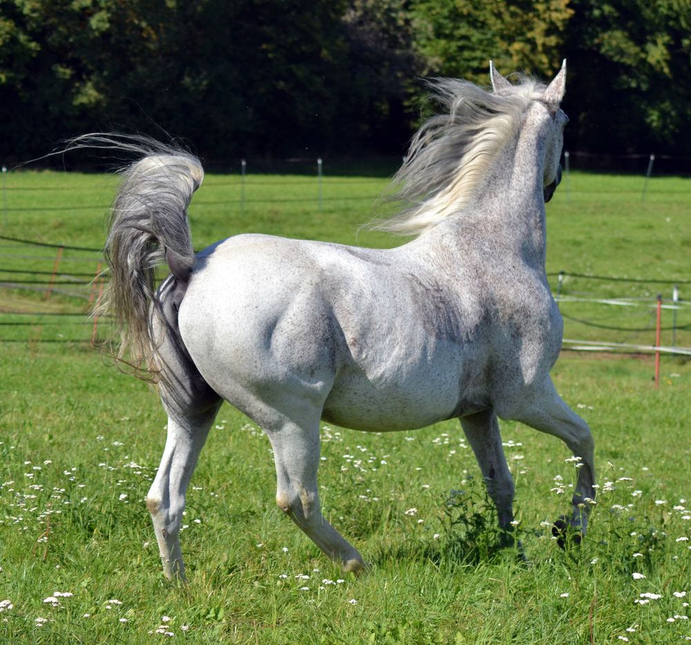 Lipizzaner in Bewegung