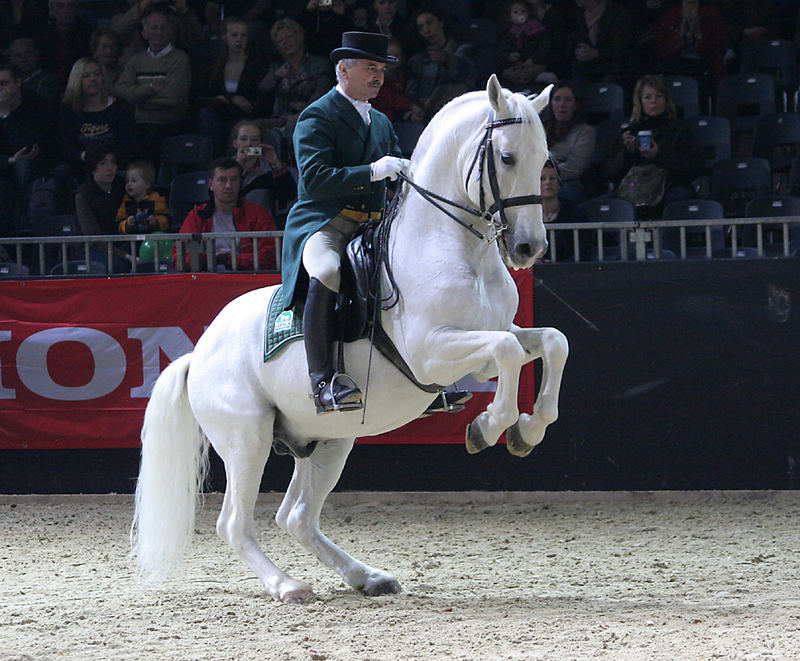 Lipizzaner in der Levade