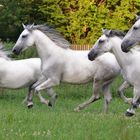 Lipizzaner Ladys