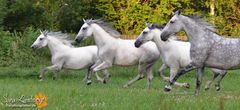 Lipizzaner Ladys