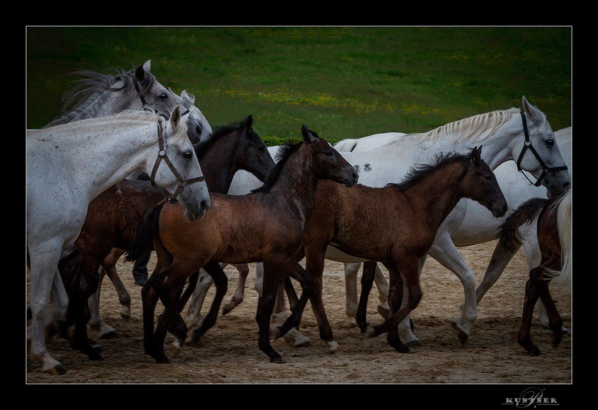 Lipizzaner mit Fohlen