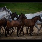 Lipizzaner mit Fohlen