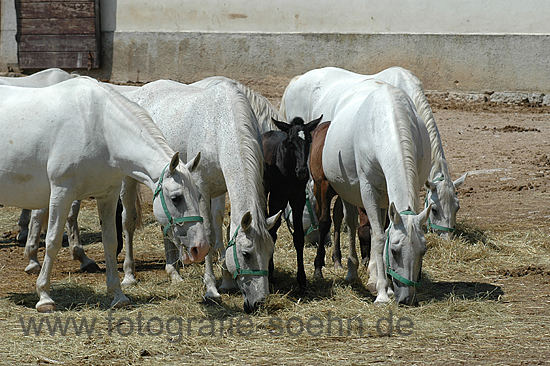 Lipizzaner Stuten