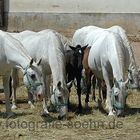 Lipizzaner Stuten