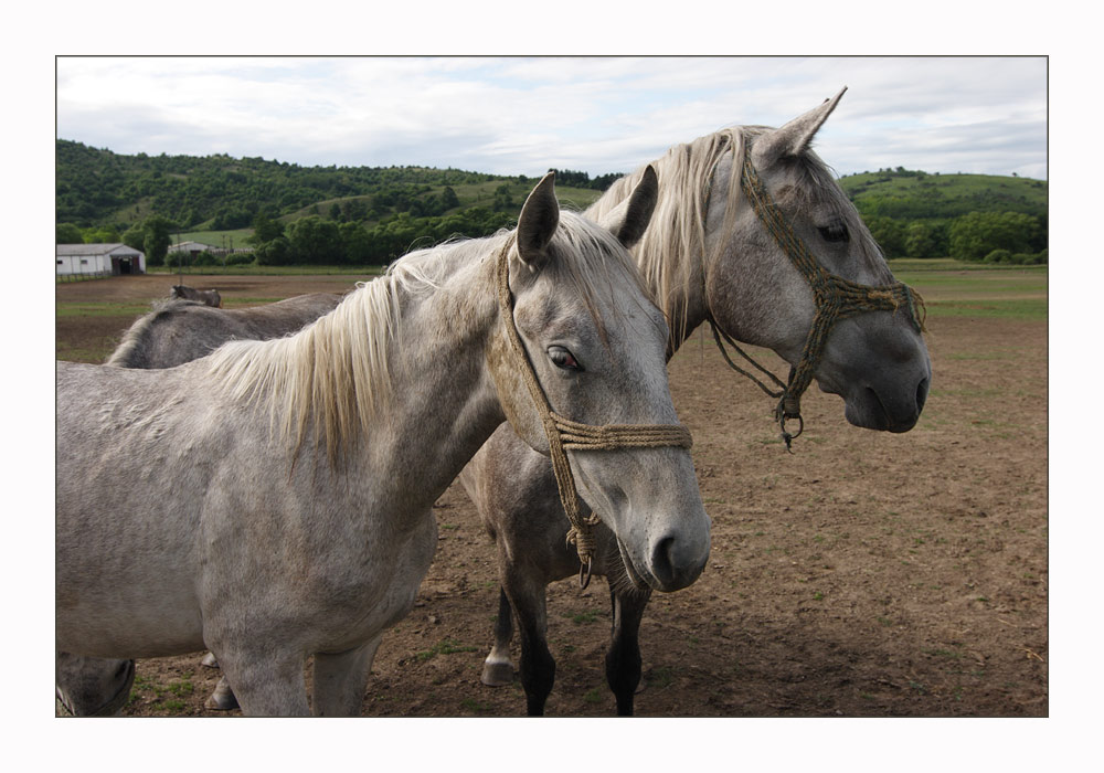 Lipizzaner vom Gestüt  Szilvasvarad