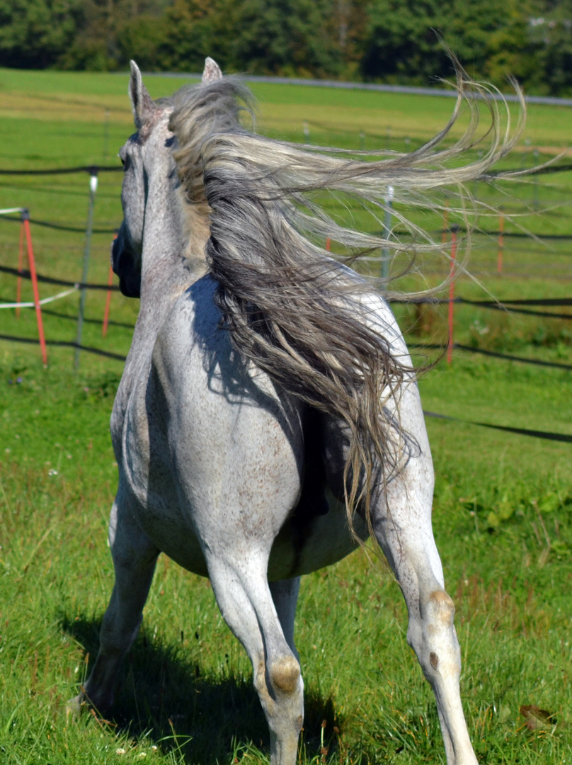 Lipizzaner von Hinten 1