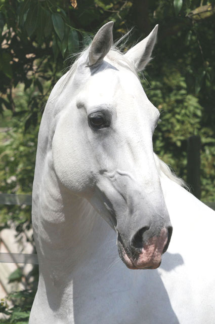 Lipizzanerhengst Kopfportrait