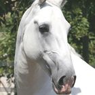 Lipizzanerhengst Kopfportrait