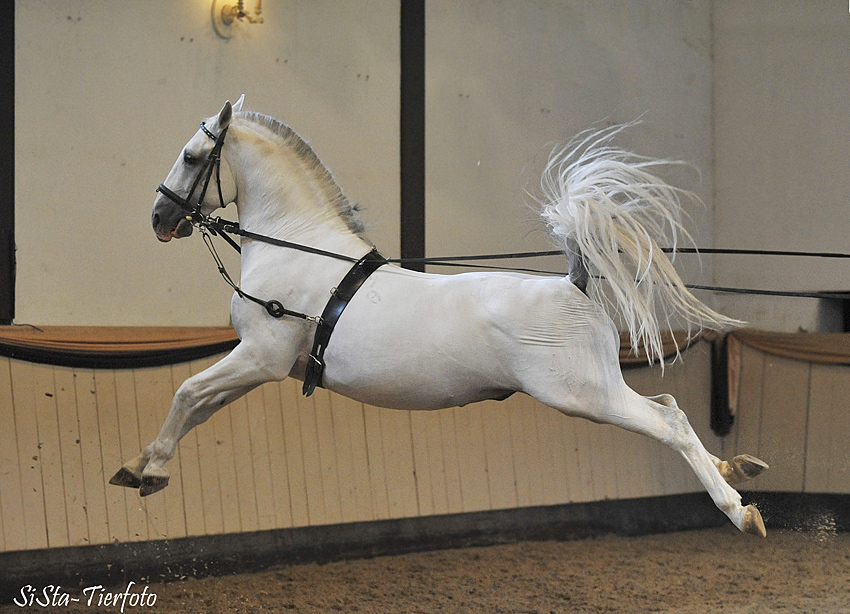 Lipizzanerhengst Maestoso Amata