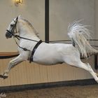 Lipizzanerhengst Maestoso Amata