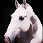 Lipizzanerportrait