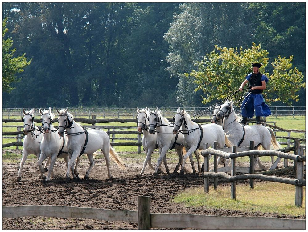 Lipizzanerritt