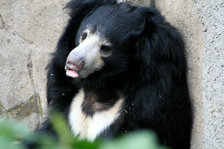 Lippenbär - Frankfurter Zoo