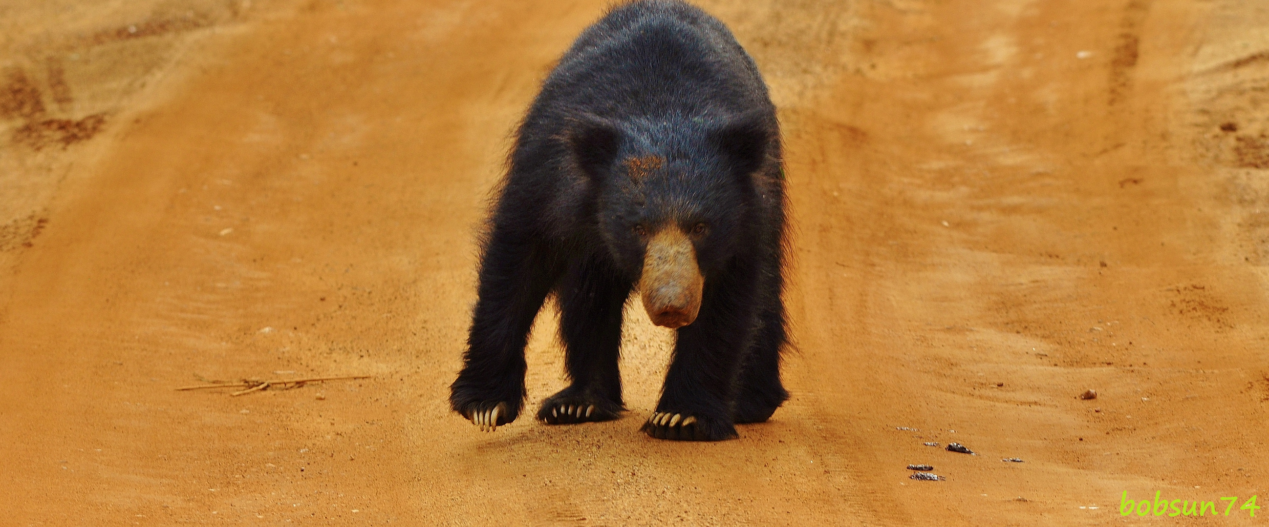 Lippenbär im Yala Nationalpark Sri Lanka