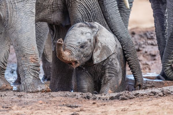 Lippenstift für das Elefantenkalb