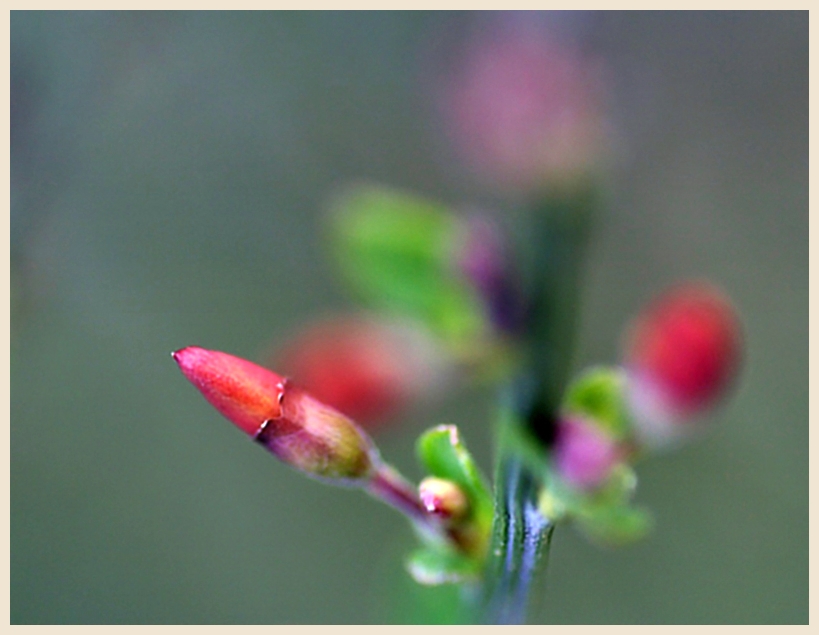 Lippenstift-Pflanze