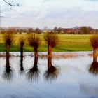 Lippewiese bei Friedrichsfeld