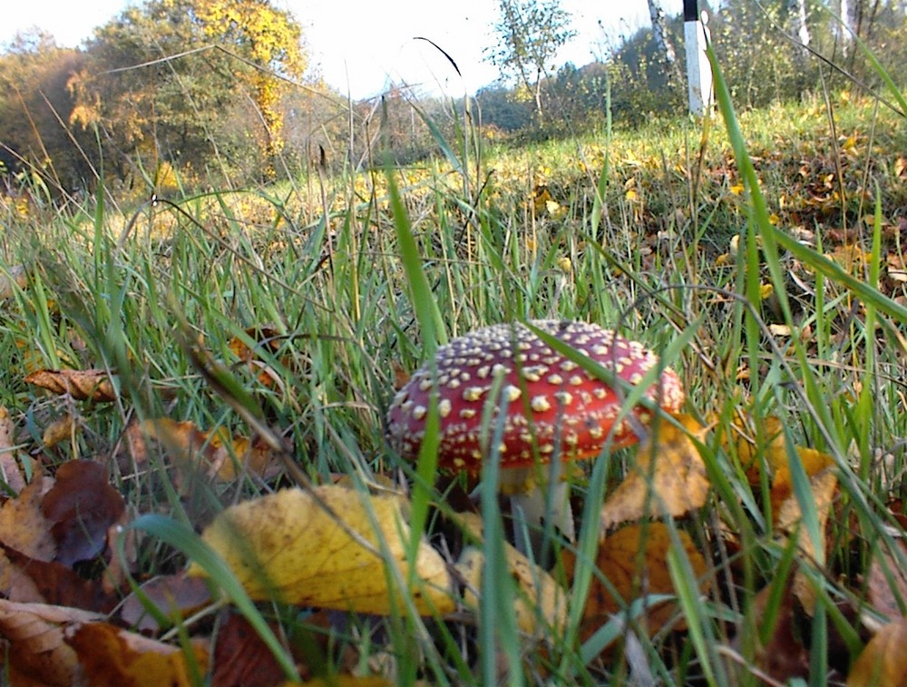 Lippewiesen Hamm im Herbst 2009