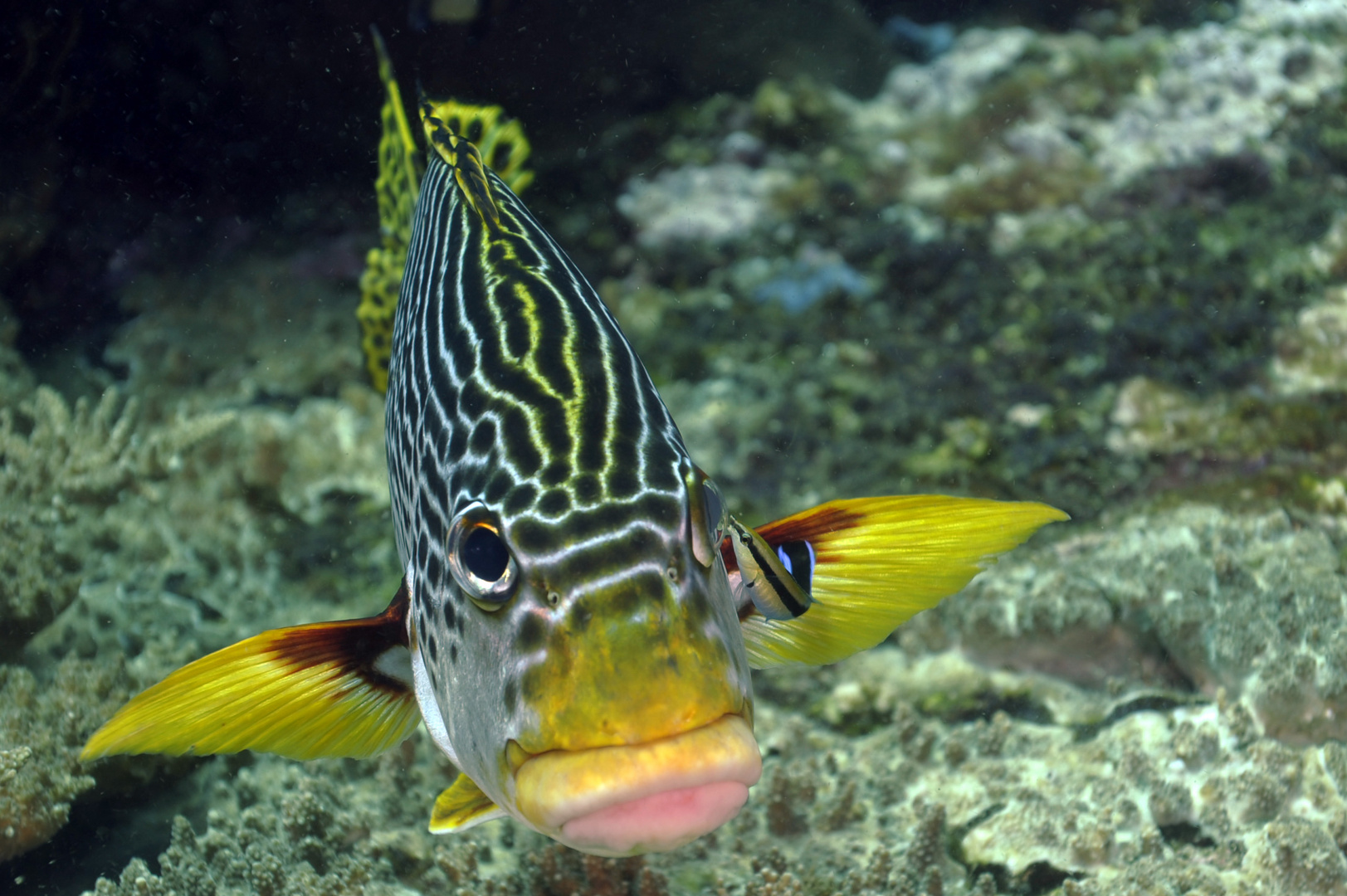 Lippfisch mit Putzerfisch in Raja Ampat