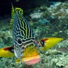 Lippfisch mit Putzerfisch in Raja Ampat