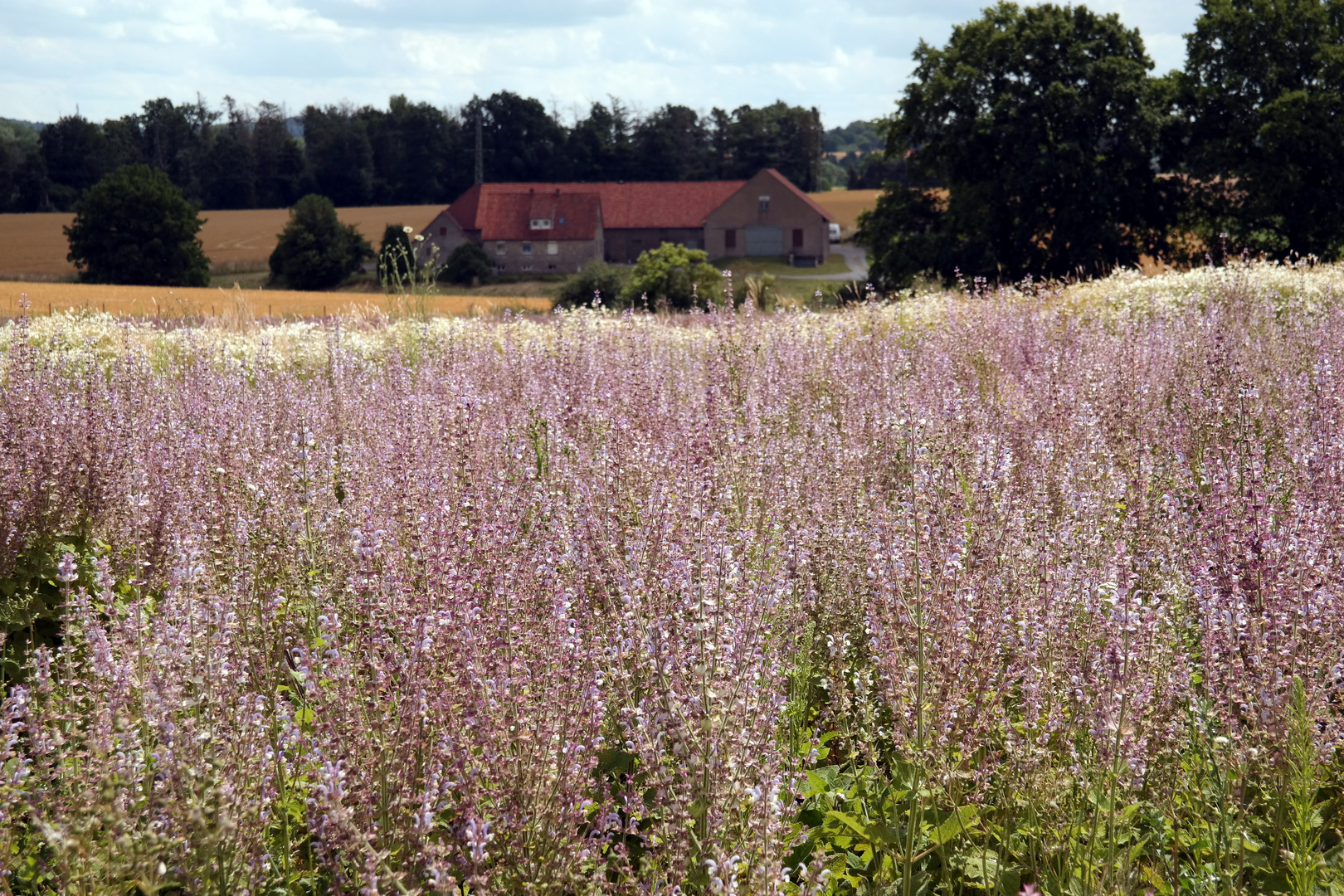 Lippische Provence 3