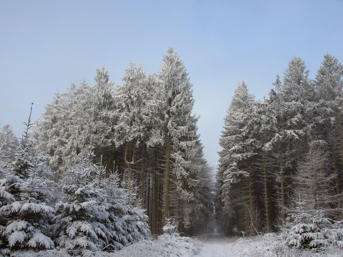 Lippischer Wald im Winterkleid