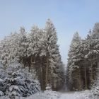 Lippischer Wald im Winterkleid