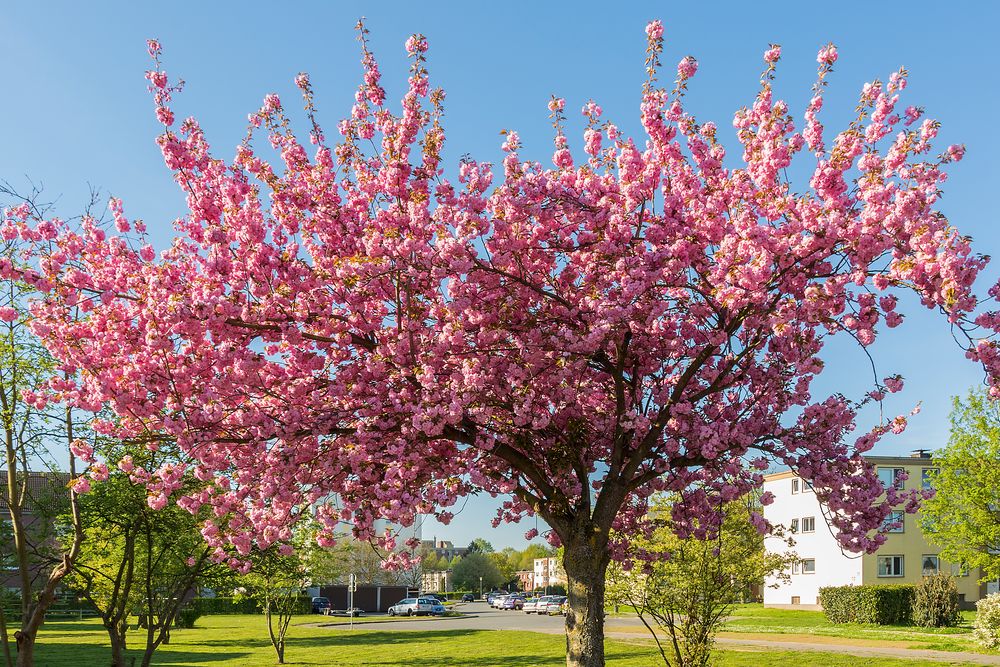 Lippstadt im Frühling