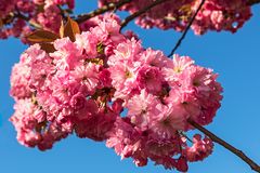 Lippstadt im Frühling