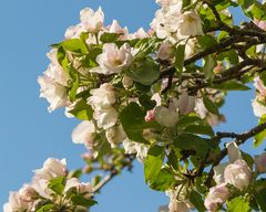 Lippstadt im Frühling