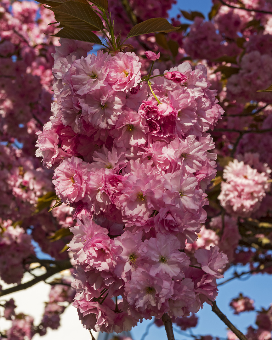 Lippstadt im Frühling