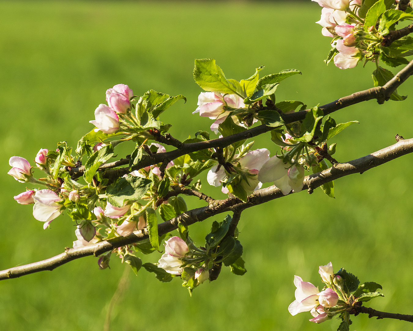 Lippstadt im Frühling