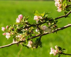 Lippstadt im Frühling