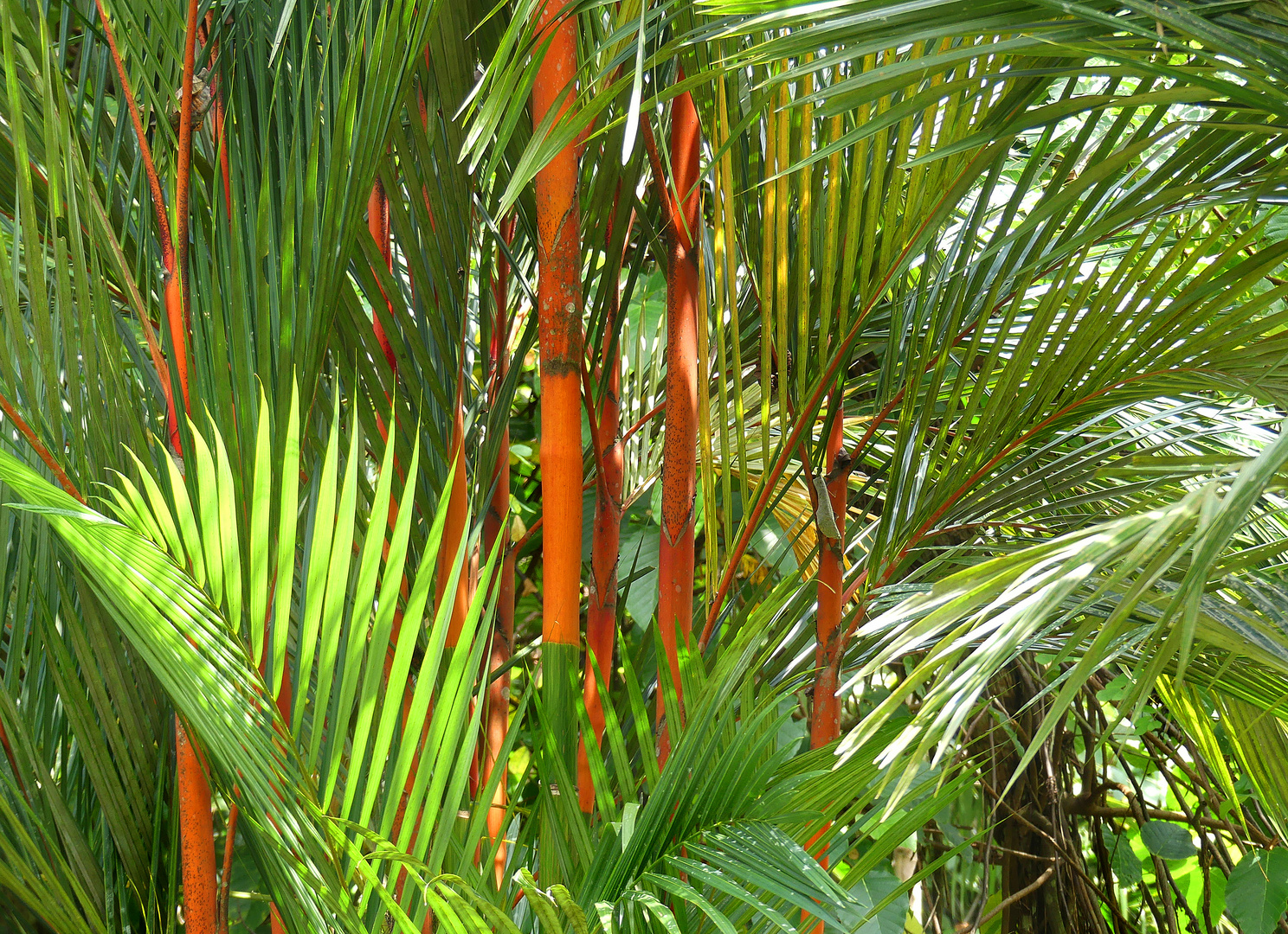 Lipstick Palm