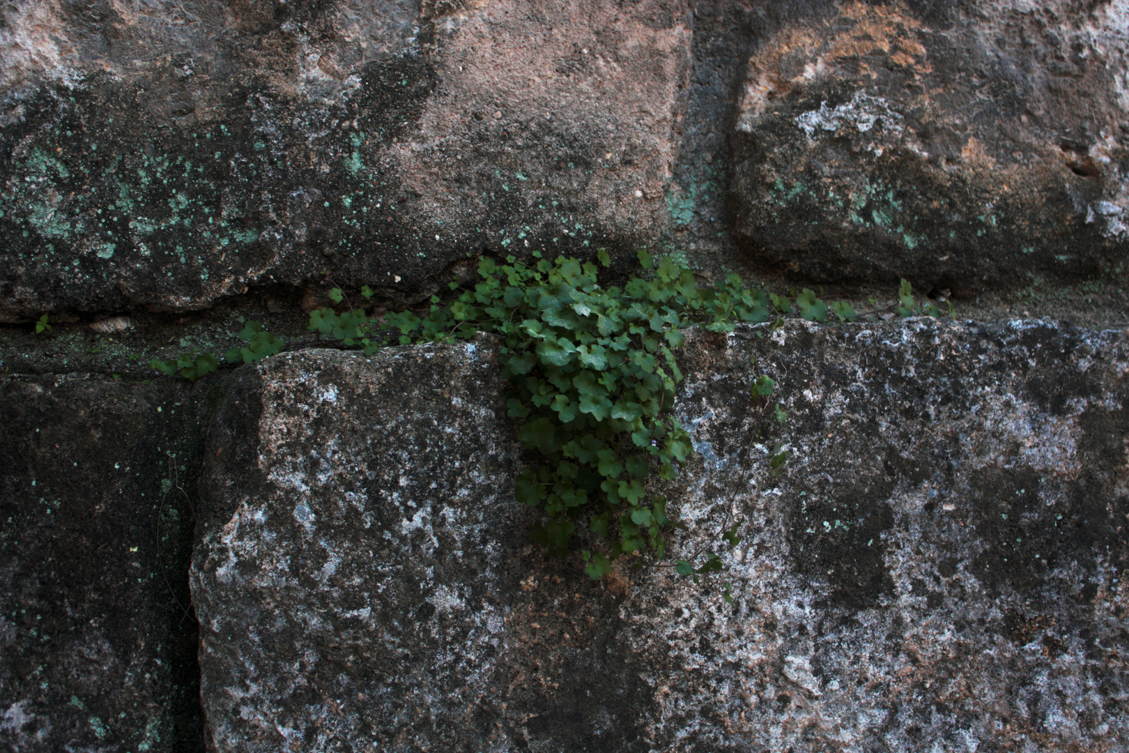 liquen en la muralla