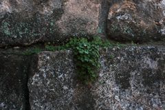 liquen en la muralla