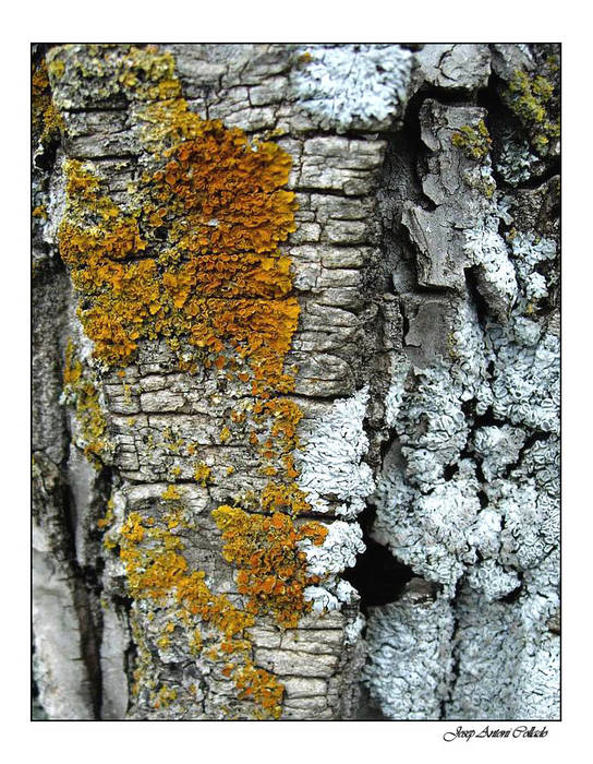 Líquens: renaix la vida - Lichens: the life reappears