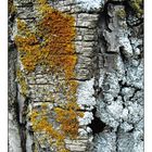 Líquens: renaix la vida - Lichens: the life reappears