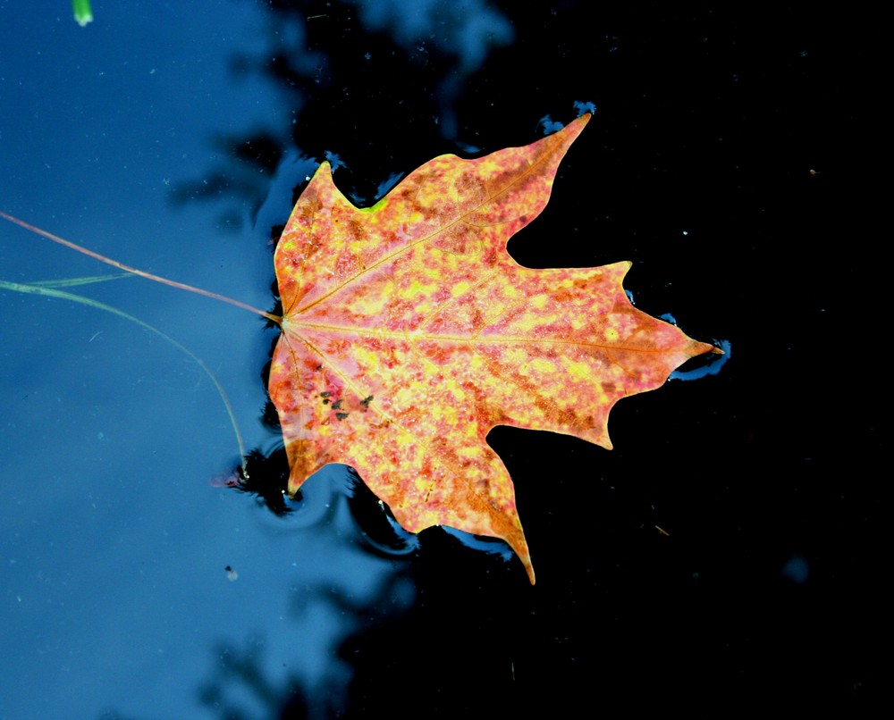 Liquid Autumn