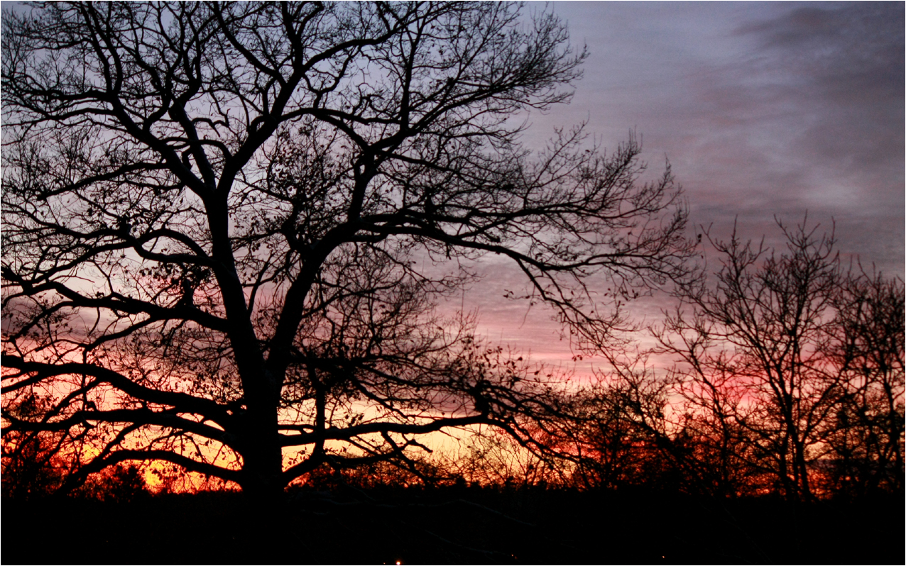 Liquid Sky