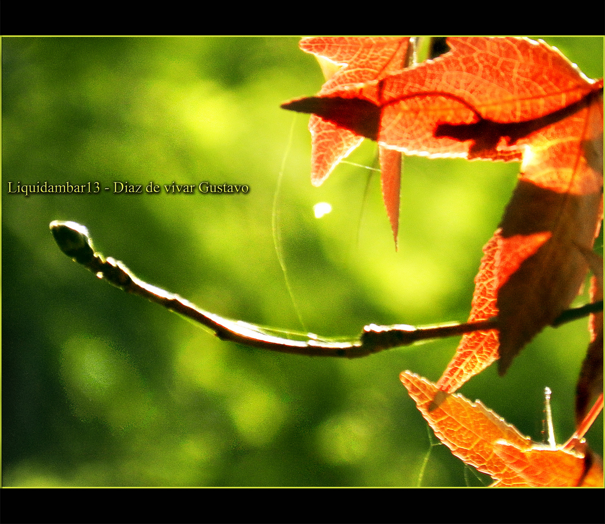 Liquidambar 13 - Diaz de vivar gustavo